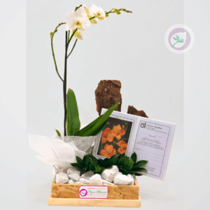 Planta con Bono - PL03